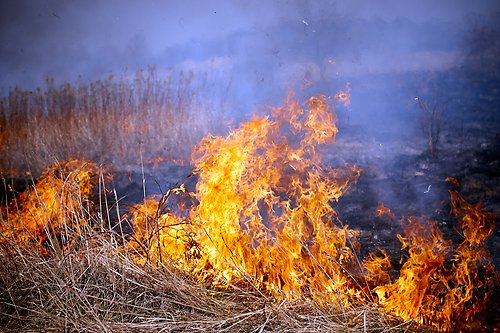Stor risk för skogsbrand